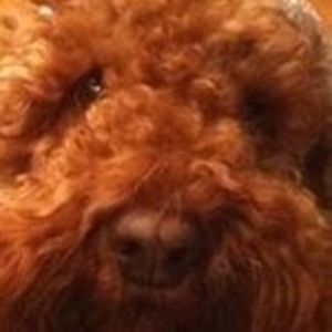 Meet your Posher, Sandy